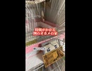 【悲報】朝から隣のオカメの口を聞かされるオカメインコの末路