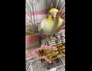 【やみつき】帰るフリして即 Uターンするオカメインコはちｗｗ