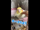 【出る出る詐欺】オカメ飼い主が「はちはオメーだｗ」と突っ込んだ理由