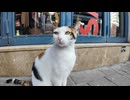 【地域猫】商店街の巡回担当！？お気に入りのお店を見回る三毛猫ちゃん