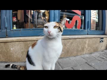 【地域猫】商店街の巡回担当！？お気に入りのお店を見回る三毛猫ちゃん