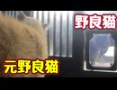 つかの間の平和でした…【野良猫】 【元野良猫】