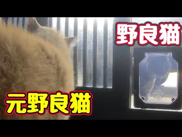 つかの間の平和でした…【野良猫】 【元野良猫】