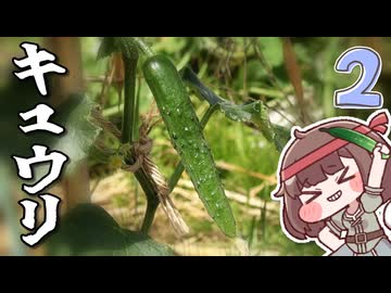 キュウリ植えてもいいですか？２