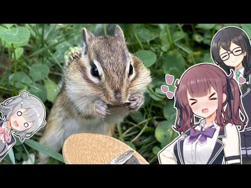 小樽天狗山のシマリスに餌をあげるだけ【第六回10秒動画祭】