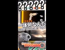 【TheDivison2】チーターと遊ぶコンフリクト2