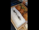 YMDD_419　本家かまどや：大関さん弁当