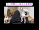 人間キャットタワーで遊ぶ子猫たち