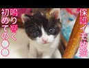 保護イモ幼猫、鳴り響く初ファンファーレ