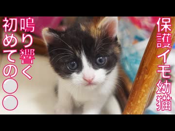 保護イモ幼猫、鳴り響く初ファンファーレ