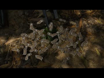 [Green Hell] ジャングル動物園18 [緑色の地獄]