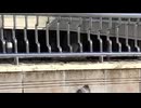 這い上がる哀惜「ワケアリ SNSで噂の心霊動画10本 2」