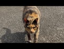 そばに来てくれたキューティー