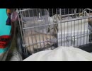 父ちゃんの布団