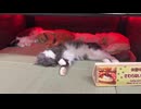 寝ころぶネッコ