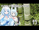 2026年6月7日　日記1749　雨が降る前に竹に除草剤を注入してます