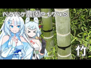 2026年6月7日　日記1749　雨が降る前に竹に除草剤を注入してます