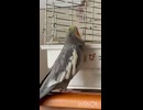 我が家の憎めないストーカー□