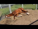 ミズカゼくん！眠い…