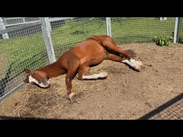 ミズカゼくん！眠い…