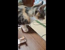 2026/06/07 納豆スパゲッティとオクラ梅豆腐と-196無糖桃ヨーグリート