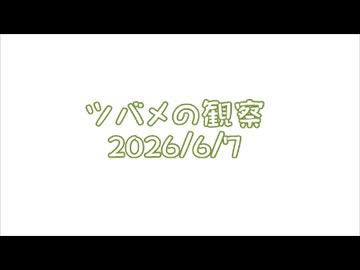 つばめの観察2026No020