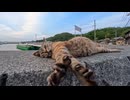 【癒し】夕方の防波堤で寝ていた猫を撫でたらゴロゴロが止まらなくなった