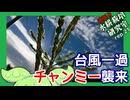 「チャンミー襲来」逆張り水耕栽培研究室rep.21