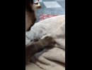 毛布こね職人に転職した夢様