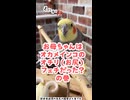 【密着】オカメインコ尻フェチ24時、ガチで追い回す