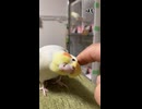 【ご褒美】極上のカキカキで完全に野生を忘れたインコたち