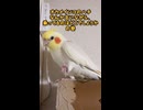 【悲報】インコ対策、秒で突破されて煽られる飼い主ｗ