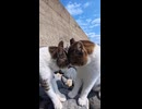猫のブレーキングダウン