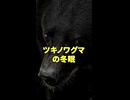 ツキノワグマの冬眠