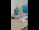 2回鳴くインコ　ニコニコショート動画に四回目の登場