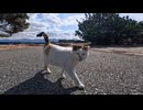 【朗報】海辺を歩いていたら三毛猫ちゃんのほうから走ってきた件ｗ