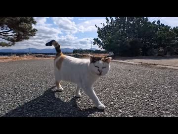 【朗報】海辺を歩いていたら三毛猫ちゃんのほうから走ってきた件ｗ