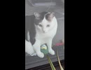 晩春ねこ