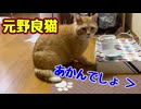 久々に説教くらった【元野良猫】【野良猫】 】