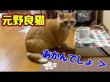 久々に説教くらった【元野良猫】【野良猫】 】