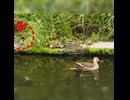 ヒナが1羽だけ寝坊した！母カモ一家の出発【カルガモ親子】