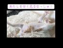 ころりんと転がる子猫