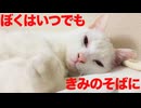 曇る宝石珍獣、ウチューネコはいつもそばに