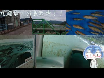 九頭竜川お魚散歩！！