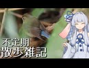不定期散歩雑記_106 - 3月の探鳥まとめ