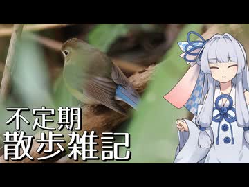 不定期散歩雑記_106 - 3月の探鳥まとめ