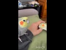 せーの！