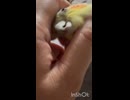 カキカキは順番？