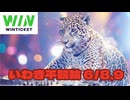 競輪ラジオ　いわき平競輪　ダイジェスト　6/8日ライブ配信　＃競輪　＃ウィンチケット　＃いわき平競輪