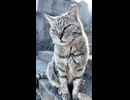 #catisland #猫島 #感動猫動画 #Cat #猫